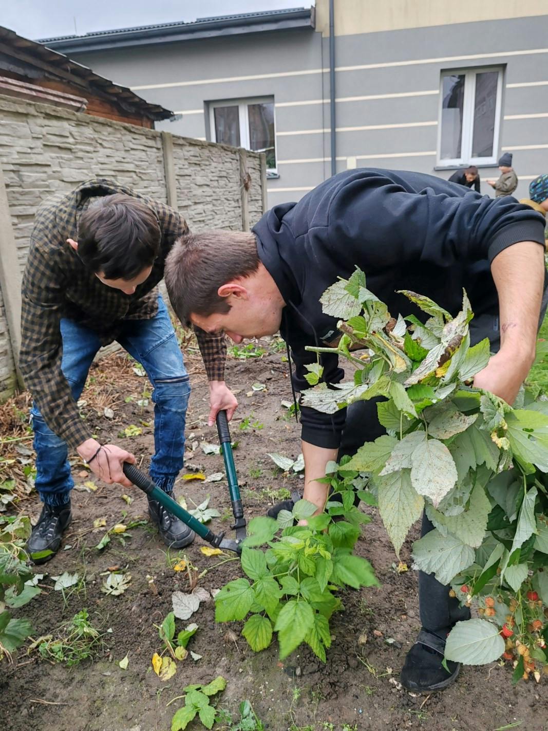 Jesienne prace w ogrodzie | Dwóch uczniów przycina sekatorem maliny.jpg