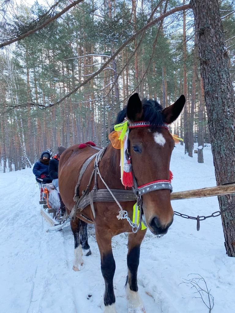 Kulig | Koń ciągnie sanie.jpg