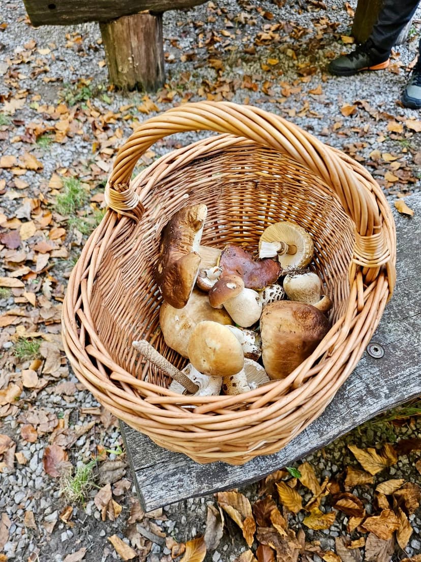 Grzybobranie
